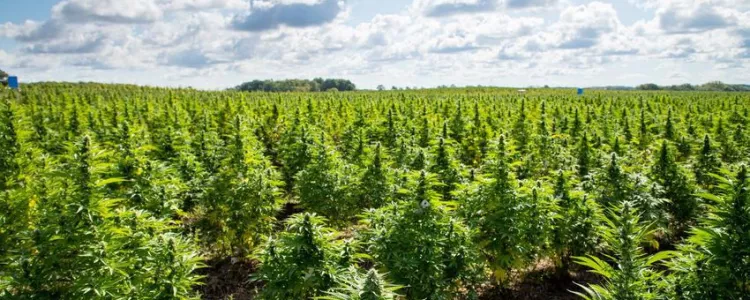 10 Tips for Growing Cannabis Outdoors!