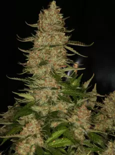 Atomic Northern Lights