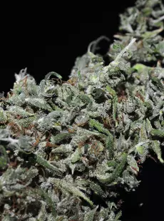 Hoa Bac Silver Flower