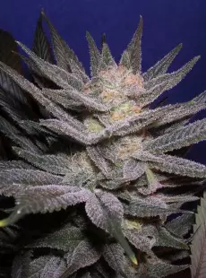 OG Kush x Blue Satellite