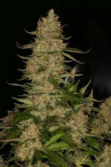 Atomic Northern Lights