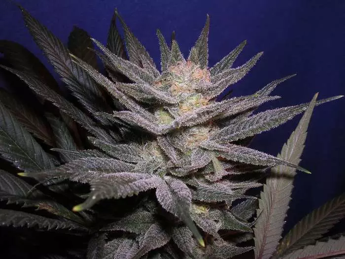 OG Kush x Blue Satellite